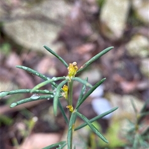 Gompholobium huegelii at Cowra, NSW - 17 Jul 2024