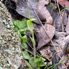 Linguella nana (Dwarf Snail Orchid) at Cowra, NSW - 17 Jul 2024 by Tapirlord