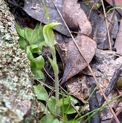 Diplodium nanum (ACT) = Pterostylis nana (NSW) at Cowra, NSW - 17 Jul 2024