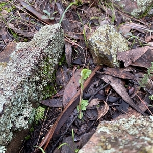 Diplodium nanum (ACT) = Pterostylis nana (NSW) at Cowra, NSW - suppressed