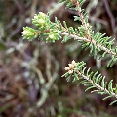 Dillwynia phylicoides (A Parrot-pea) at Cowra, NSW - 17 Jul 2024 by Tapirlord