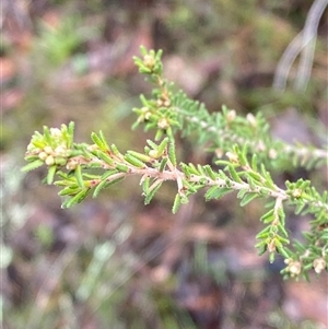 Dillwynia phylicoides at Cowra, NSW - 17 Jul 2024 10:25 AM