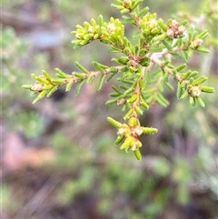 Dillwynia phylicoides at Cowra, NSW - 17 Jul 2024 10:25 AM