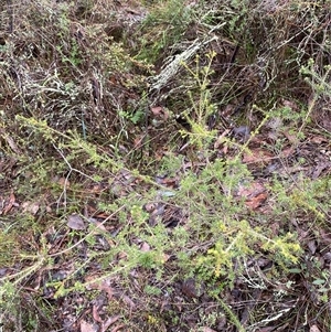 Dillwynia phylicoides at Cowra, NSW - 17 Jul 2024 10:25 AM