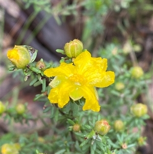 Hibbertia riparia at Cowra, NSW - 17 Jul 2024