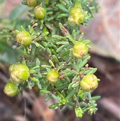 Hibbertia riparia at Cowra, NSW - 17 Jul 2024 10:24 AM