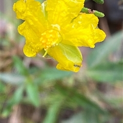 Hibbertia riparia at Cowra, NSW - 17 Jul 2024