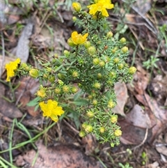 Hibbertia riparia at Cowra, NSW - 17 Jul 2024