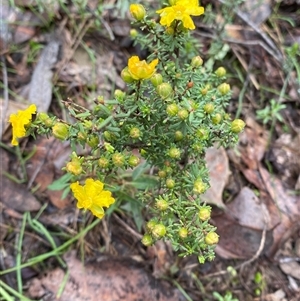 Hibbertia riparia at Cowra, NSW - 17 Jul 2024