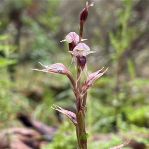 Acianthus collinus (Inland Mosquito Orchid) at Cowra, NSW by Tapirlord