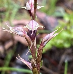 Acianthus collinus at Cowra, NSW - suppressed