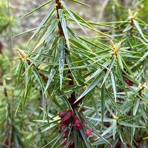 Melichrus erubescens (Ruby Urn Heath) at Cowra, NSW by Tapirlord