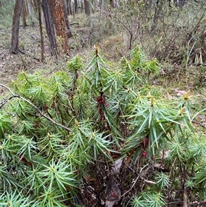 Melichrus erubescens at Cowra, NSW - 17 Jul 2024