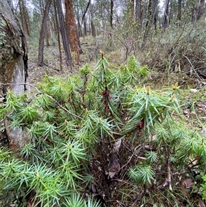 Melichrus erubescens at Cowra, NSW - 17 Jul 2024