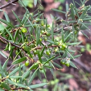 Monotoca scoparia (Broom Heath) at Cowra, NSW by Tapirlord