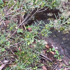 Monotoca scoparia at Cowra, NSW - 17 Jul 2024