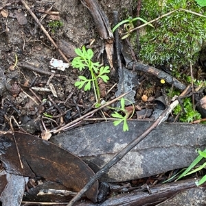 Daucus glochidiatus at Cowra, NSW - 17 Jul 2024