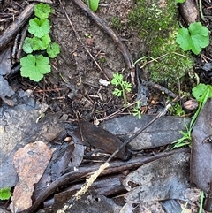 Daucus glochidiatus at Cowra, NSW - 17 Jul 2024 10:21 AM