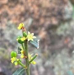 Phyllanthus occidentalis (Thyme Spurge) at Cowra, NSW - 17 Jul 2024 by Tapirlord