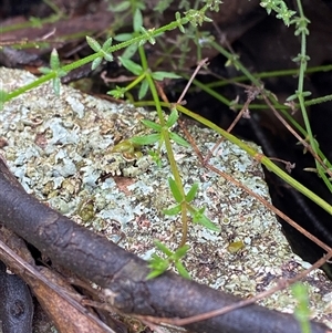 Galium gaudichaudii (Rough Bedstraw) at Cowra, NSW by Tapirlord