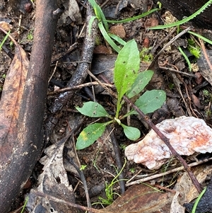 Goodenia hederacea subsp. hederacea (Ivy Goodenia, Forest Goodenia) at Cowra, NSW by Tapirlord