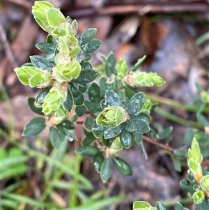 Brachyloma daphnoides at Cowra, NSW - 17 Jul 2024