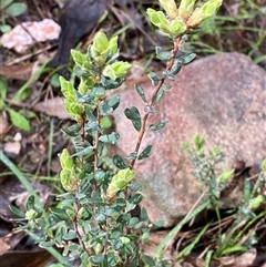 Brachyloma daphnoides at Cowra, NSW - 17 Jul 2024