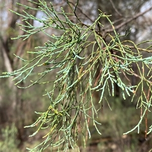 Callitris glaucophylla at Cowra, NSW - 17 Jul 2024