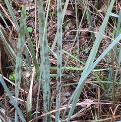 Dianella revoluta var. revoluta (Black-Anther Flax Lily) at Cowra, NSW - 17 Jul 2024 by Tapirlord