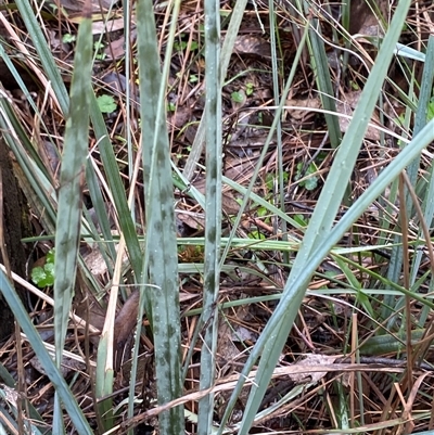 Dianella revoluta var. revoluta (Black-Anther Flax Lily) at Cowra, NSW - 17 Jul 2024 by Tapirlord