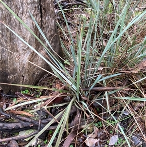 Dianella revoluta var. revoluta at Cowra, NSW - 17 Jul 2024 10:17 AM