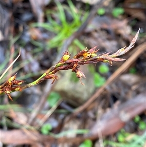 Lepidosperma laterale at Cowra, NSW - 17 Jul 2024 10:17 AM