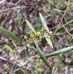 Acacia verniciflua at Cowra, NSW - 17 Jul 2024 10:08 AM