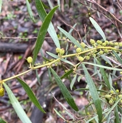 Acacia verniciflua at Cowra, NSW - 17 Jul 2024