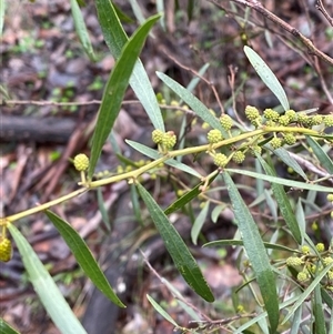 Acacia verniciflua at Cowra, NSW - 17 Jul 2024 10:08 AM