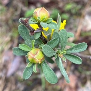 Hibbertia obtusifolia at Cowra, NSW - 17 Jul 2024