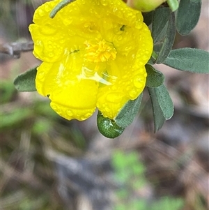 Hibbertia obtusifolia at Cowra, NSW - 17 Jul 2024