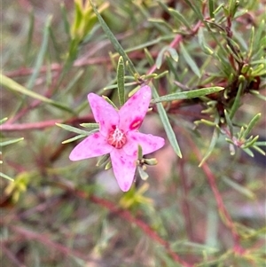 Crowea exalata subsp. exalata (Small Crowea) at Cowra, NSW by Tapirlord