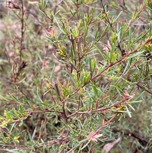 Crowea exalata subsp. exalata at Cowra, NSW - suppressed