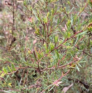 Crowea exalata subsp. exalata at Cowra, NSW - 17 Jul 2024