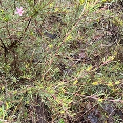 Crowea exalata subsp. exalata at Cowra, NSW - suppressed