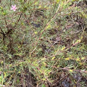 Crowea exalata subsp. exalata at Cowra, NSW - 17 Jul 2024