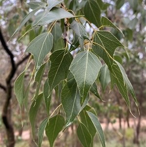 Brachychiton populneus subsp. populneus at Cowra, NSW - 17 Jul 2024