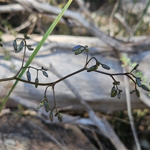 Dianella revoluta var. revoluta at Whitlam, ACT - 12 Oct 2024 02:32 PM