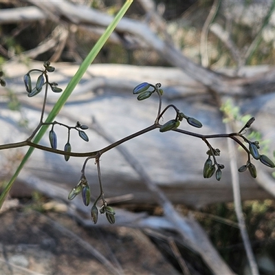 Dianella revoluta var. revoluta (Black-Anther Flax Lily) at Whitlam, ACT - 12 Oct 2024 by sangio7