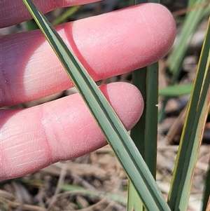 Dianella revoluta var. revoluta at Whitlam, ACT - 12 Oct 2024