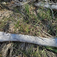 Dianella revoluta var. revoluta at Whitlam, ACT - 12 Oct 2024