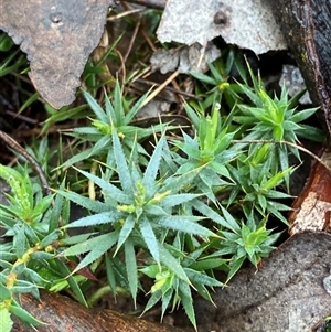 Styphelia humifusum (Cranberry Heath) at Cowra, NSW by Tapirlord