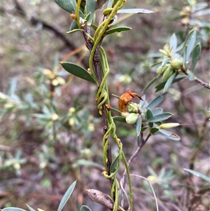 Cassytha pubescens (Devil's Twine) at Cowra, NSW by Tapirlord