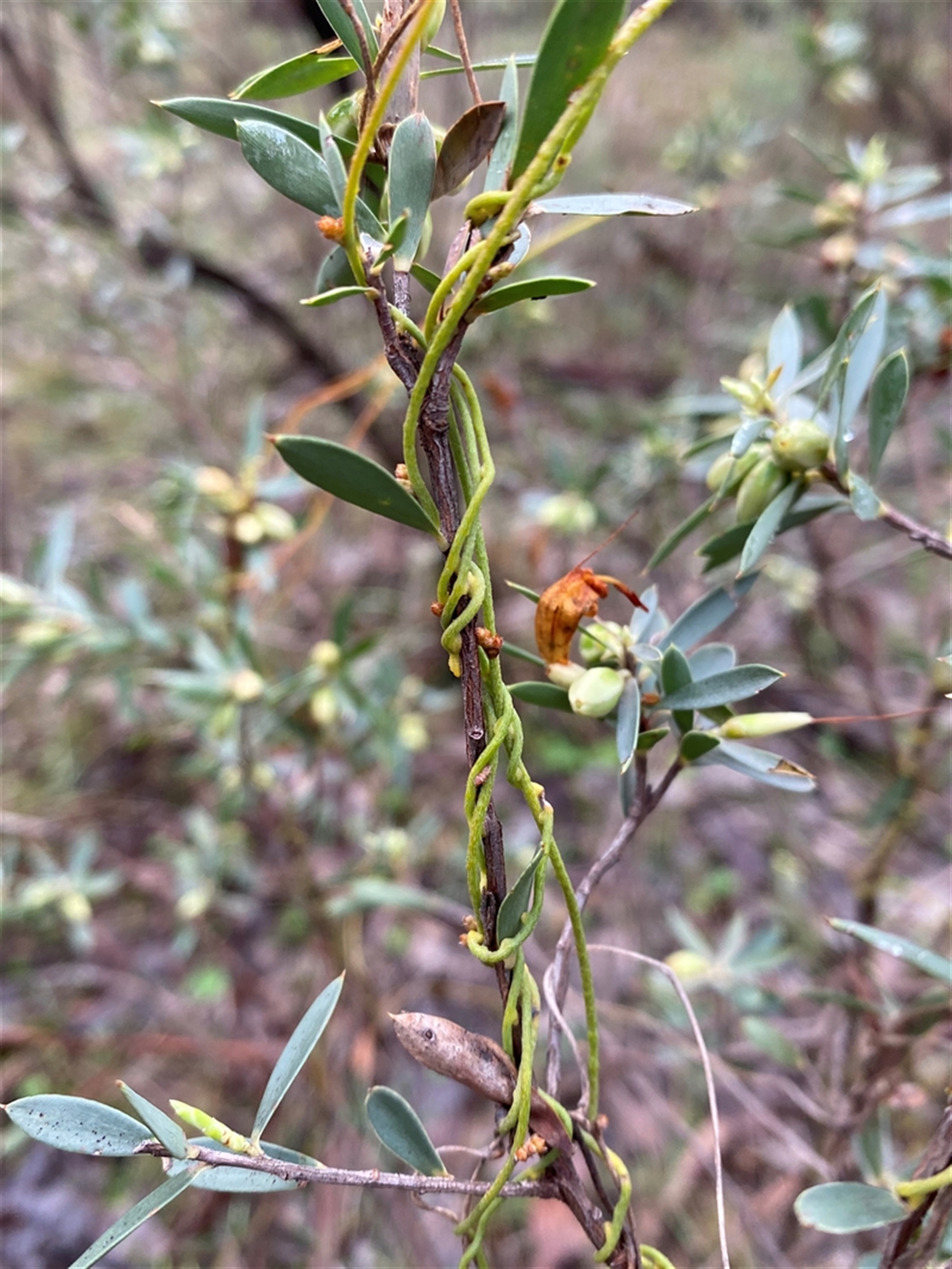 Cassytha pubescens at Cowra, NSW - 17 Jul 2024 10:03 AM